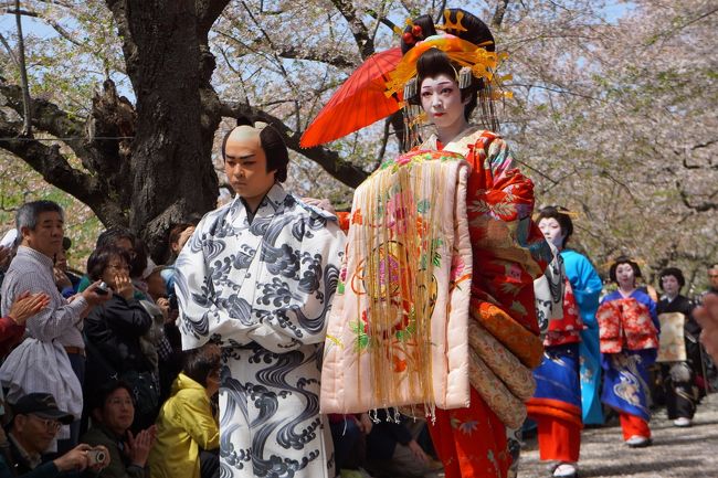 角館から花巻温泉経由 北上展勝地のさくら巡り旅 二日目 完 見晴らしの良い土手に続く桜のトンネルは確かに天下一品 鬼剣舞とおいらん道中も花を添えて これ以上ない豪華なお花見となりました 北上 岩手県 の旅行記 ブログ By たびたびさん フォートラベル