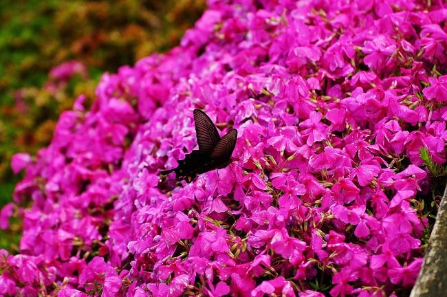 今日は兵庫県を巡ります。<br /><br />桜が終わり、次は・・・芝桜！見頃には少し早かったのですが、かなり見頃近くとなっているようです。<br /><br />ヤマサ蒲鉾さんのおよそ5,500平方メートルの敷地に約19万株の芝桜が植えられています。どんどん広がっているようです。<br /><br />無料です。蒲鉾の販売はありますが、試食も出来るので、それから購入することが出来ますよ。<br /><br />そこから北上して、「奥播磨かかしの里」に行きました。村人よりかかしの方が多いという不思議な村です（笑）<br /><br />そして、福崎に行きました。もうお分かりですね（爆）<br /><br />そこからまたまた北上して、「たんとうチューリップまつり」に行ってきました。<br /><br />４トラさんからのメールが限定で配信されていますので、掲示板やメール、イイねなどお返事が遅くなっているかと思いますが、お許しくださいね。<br />旅行記は２編に分けました。お付き合い、よろしくお願いします。