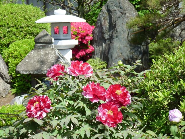 群馬県邑楽町の恩林寺へ、ボタンを見に行きました。<br /><br />開花しているボタンは半分よりも少ないくらいでしたが、咲き始めのボタンはとても綺麗でした。<br /><br />さらに、ツツジがとても綺麗に咲いていました。