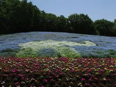 春の森林公園は見所満載♪  今年はネモフィラ、ルピナス、アイスランドポピー、三つのお花畑