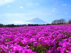 まさかの一番乗り！富士芝桜まつり会場を一人占め