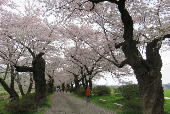 奥羽の7か所の桜巡りです。最初は岩手の北上展勝地の染井吉野の紹介です。北上川沿い2キロに亘り、樹齢90年を越す500本の染井吉野が散り始めでした。