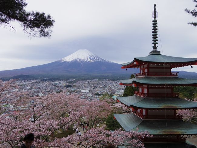 去年ノルウェーのQP両親のクリスマスプレゼントに河口湖旅行をプレゼントした。というか、プレゼントする約束をしたので、今回来日の際に連れて行くことに。スポンサーのみならず、私たちも0歳、3歳児連れで同行。お気に入りの富士レークホテルに泊まり、温泉ざんまい、少しだけ観光も。この時期はちょうど桜が満開でラッキーだった。 <br /><br />http://www.fujilake.co.jp/ 