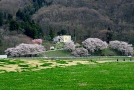 2016春、奥羽の桜(4/38)：4月22日(4)：北上展勝地(4)：北上川、八重紅枝垂桜