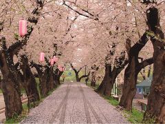 行ってきました！念願の北上展勝地☆＾▽＾☆