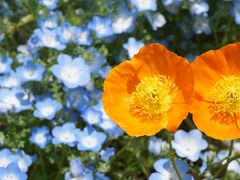 おひとり様で行く「お花遠足」万博公園