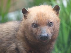 春のネモフィラ花畑の森林公園と赤ちゃんラッシュの埼玉こども動物自然公園（３）動物園編（後）東園：タケノコにかぶりつくカピバラたち＆北園：痛恨！ニアミスでキリンの赤ちゃんに会えず＆レッサーパンダのフォトジェニック・ソウソウくんとよく歩き回るハナビちゃん＆モデルばりのヤブイヌ・オハギちゃん