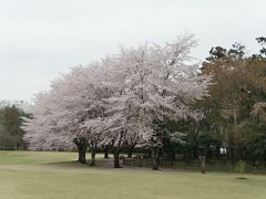 【近郊36】2016.4埼玉県農林公園の桜