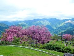 GWでも桜と菜の花を楽しめる愛媛の絶景高原