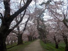 弘前は、きょうも「桜色」でした。