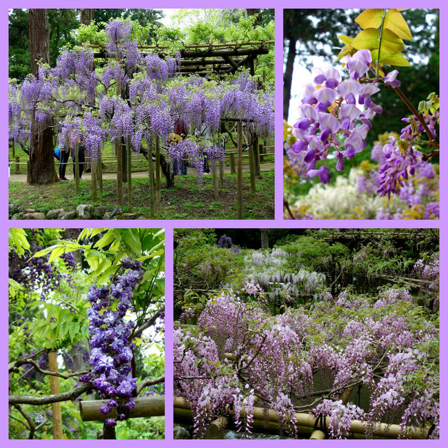 四国･高松は栗林公園で藤の花が咲き始めていたのを思い出し、<br />近場で藤の名所といえば京都は宇治の平等院か奈良の春日大社がひらめいた。<br />京都は二人でよく行くが、相棒は奈良へは10年以上ぶりって事で奈良に決定！<br /><br />春日大社の萬葉植物園はちょうど藤が見頃で、<br />甘い香りと色とりどりの藤の花を存分に味わう事ができました。<br /><br />大阪→奈良→萬葉植物園→春日大社→奈良→大阪<br />