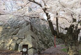 2016春、奥羽の桜(5/38)：4月22日(5)：盛岡城址公園(1)：石垣、染井吉野、八重紅枝垂れ