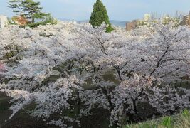 2016春、奥羽の桜(6/38)：4月22日(6)：盛岡城址公園(2)：盛岡城址、染井吉野、二の丸