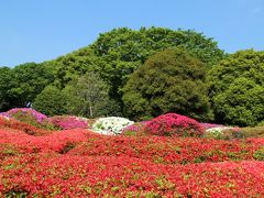 つつじ、牡丹、藤　京王線沿線花巡り　2016年4月