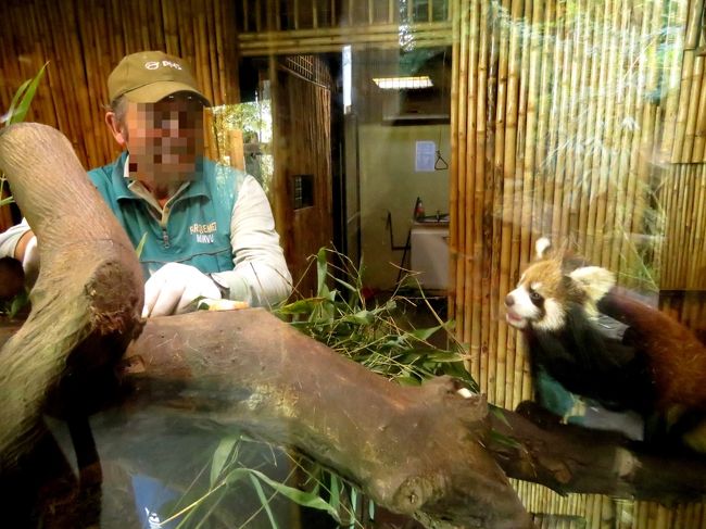 昨年のＧＷに引き続き、今年のＧＷをカナダとチリの動物園巡りをしてきました。<br />当初、予定していたカルガリー動物園は諸事情で行けなくなりましたが、カナダのエドモントン動物園とチリの国立動物園を満喫することができました。<br /><br />この旅行記は移動編・・・各園の旅行記は別途作成したいと思います。<br /><br /><br />これまでのレッサーパンダ旅行記はこちらからどうぞ→http://4travel.jp/travelogue/10652280