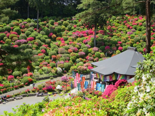 駅からハイキング　春の青梅　霞丘陵「華回廊」ハイキングコース<br /><br />「塩船観音寺」のつつじ、青梅市の丘陵を散策しながら健康ウォーキングで自然と歴史を楽しめるコース。<br />スタート青梅駅→青梅観光案内所→青梅鉄道公園→塩船観音寺→霞丘陵ハイキングコース→桜並木ハイキングコース→藤橋城跡→報恩寺→大井戸公園→旧吉野家住宅→河辺駅ゴール　　所要時間：約4時間、歩行距離：約12ｋｍ<br /><br />良い天気の中、4時間45分、距離：14.1ｋｍ、歩数：23,800歩の気持ちよく楽しめたハイキングでした。