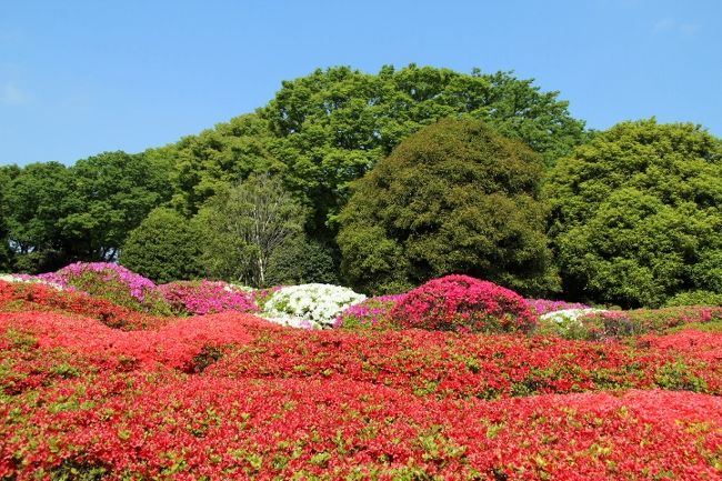 今回は京王線沿線の花巡り<br />＜行程＞<br />京王線調布駅→神代植物公園→深大寺→神代植物公園／水生植物園・深大寺城跡→オープンガーデン→虎狛神社→国領神社→常性寺→京王線布田駅→京王線千歳烏山駅→西沢つつじ園・烏山つつじ緑地→北烏山九丁目屋敷林→京王線千歳烏山駅<br />表紙は神代植物公園のつつじ園