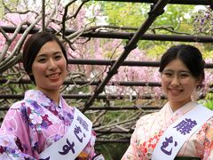 奈良県吉野の金峯山寺の蔵王堂。秘仏金剛蔵王権現像が御開帳されています。和歌山県橋本市子安地蔵寺では藤が見頃です。藤むすめさんにもお会い出来ました。大阪府堺市の法雲禅寺のつつじ。見頃で綺麗でした。