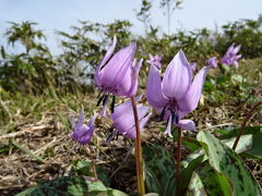 2016年4月24日（日）　鳥取県江府町・擬宝珠山（ぎぼしやま）のカタクリ＝国立公園鏡ヶ成地区