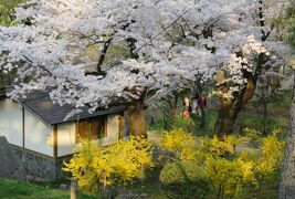 2016春、奥羽の桜(7/38)：4月22日(7)：盛岡城址公園(3)：盛岡城、染井吉野、連翹