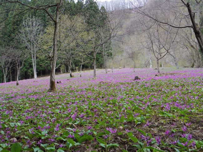 秋田県仙北市西木町にあるカタクリ群生地を訪ねました。<br />昨年、弘前から角館に向かう秋田内陸線さくら号の車中から見て、これは是非来てみたいと思い、角館の桜に合わせてやってきました。<br />群生地は、秋田内陸線八津駅から徒歩5分ほどで到着します。<br />入口の受付で入園料300円を支払います。帰りの列車の時間に合わせて約1時間30分散策できるので鑑賞には十分です。<br />こちらは、有名な西明寺栗の産地で、その栗林に自生しています。<br />一面に密集して咲いている光景は圧巻です。これが自然に自生しているとは考えられないような光景でした。<br />ボランティアの案内の方に聞くとカタクリは種から花が咲くまでに7〜8年かかるそうで、肥料や手入れを特にしているわけではなくまったく自然に生育しているそうです。<br /><br />