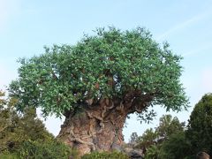 夢のＷＤＷ旅行 6泊8日☆アニマルキングダム編