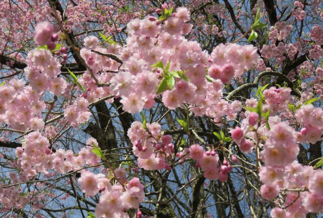 国の重要伝統的建造物群保存地区の『角館(かくのだて)』の街並みと、国の天然記念物の枝垂れ桜などの紹介です。武家屋敷の一つは、入場して見学しました。