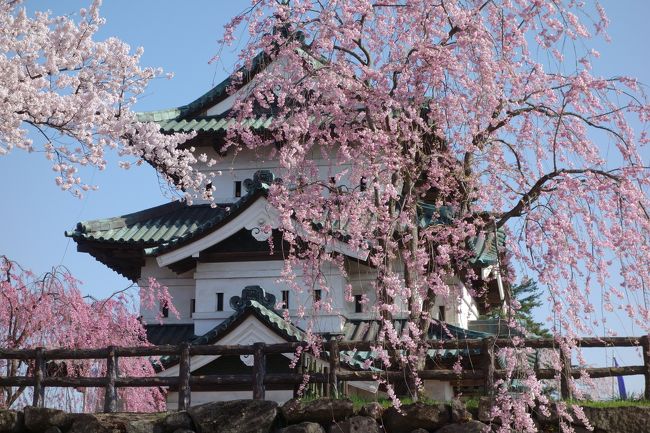 ゴールデンウィークの人気の旅行先の一つ　青森県弘前市の弘前さくらまつりに行ってきました。<br />今年は大分桜の開花が早いそうで、ゴールデンウィーク前に満開を迎えるとか。<br />あわてて切符やお宿を手配して、週末に行ってきました。5年ぶりの弘前さくらまつり、やはり圧巻の美しさでした。<br />1日目は曇りでしたが2日目は快晴。津軽の霊峰　岩木山もきれいに見えて素晴らしい景色でした。