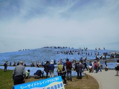 ネモフィラの海　ひたち海浜公園