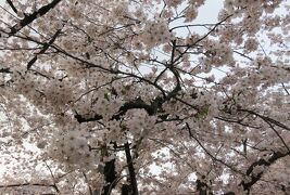 2016春、奥羽の桜(22/38)：4月23日(13)：弘前市(3)：満開の染井吉野と枝垂桜