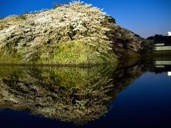 2016 “湖国”近江桜巡り【４】 ～桜花爛漫の湖城の春・彦根城登城記② 夕暮れからライトアップまで桜を味わい尽くす♪～