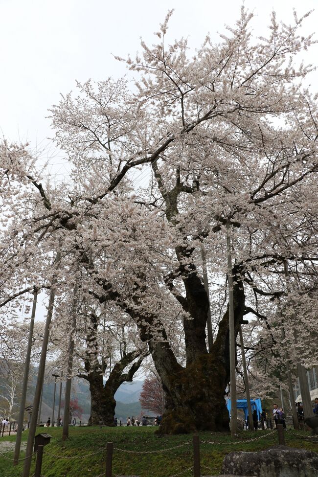 ダム工事で湖底に沈むはずだったけど移植によって生き残った荘川桜