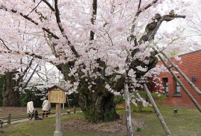 秋田市から青森の弘前市に移動して見学した、弘前公園の城跡と満開の染井吉野の紹介です。