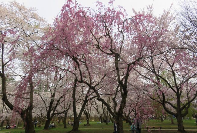 2016春、奥羽の桜(21/38)：4月23日(12)：弘前市(2)：弘前公園、染井吉野の古樹