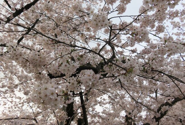 弘前公園の弘前城址と満開の染井吉野と枝垂桜の紹介です。