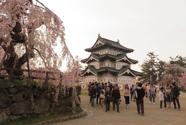 弘前公園の弘前城址と満開の染井吉野と枝垂桜の紹介です。天守閣は、石垣補修のため移動中でした。