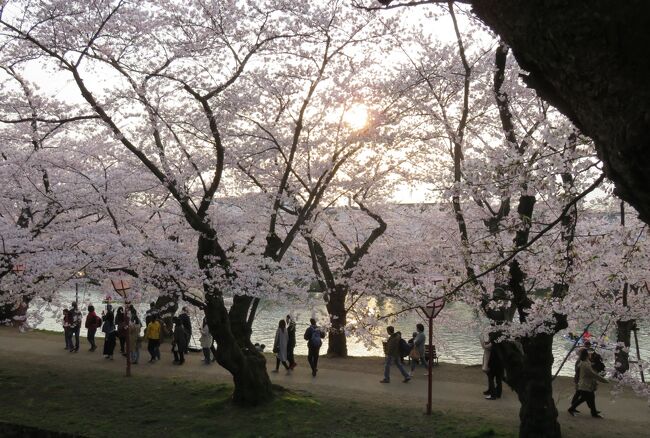 2016春、奥羽の桜(24/38)：4月23日(15)：弘前市(5)：満開の染井吉野と枝垂桜