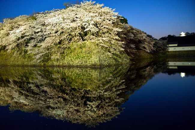 2016年の桜巡りの旅は“湖国”近江国へ♪<br /><br />彦根に少し遅めの16時くらいに到着し、何はともあれ「彦根城」に登らなくてはと、急ぎ足で国宝の“天守”へと直行。<br />そこから桜に包まれたお城を眺めた後は、約1,200本の桜が植えられているという城内をゆっくりと巡ってゆきます。<br /><br />夕陽に照らされた桜を楽しみつつ散策し、最後の締めにはライトアップされお堀の水面に映り込む幻想的な桜！<br />今回は内容的にほぼ桜のターンですけども、彦根藩井伊氏35万石の威風堂々たるお城を彩る桜を十二分に堪能し、味わい尽くすことができました♪<br /><br />やっぱりお城と桜のコラボは最強ですねぇ。<br /><br />【 旅の行程 】<br />・彦根城（西の丸 ～ 黒門 ～ 表門 ～ いろは松） ～ ちゃんぽん亭総本家 彦根駅前本店<br /><br />【 2016 “湖国”近江桜巡り 】<br />・旅行記その１： ～雨雫でしっとり濡れた紫式部ゆかりの古刹・石山寺へ～<br />　http://4travel.jp/travelogue/11120650<br />・旅行記その２： ～遥か万葉の時代から続く大寺が桜色に染まり・・・「三井の晩鐘」で知られる名刹・三井寺へ～<br />　http://4travel.jp/travelogue/11123143<br />・旅行記その３： ～桜花爛漫の湖城の春・彦根城登城記① いざ国宝天守へ♪～<br />　http://4travel.jp/travelogue/11125579<br />・旅行記その４： ≪この旅行記≫<br />・旅行記その５： ～波穏やかな湖面を彩る桜並木 景勝「海津大崎の岩礁」へ♪～<br />　http://4travel.jp/travelogue/11131928<br />・旅行記その６： ～湖岸にそびえる天守が桜に包まれて・・・秀吉出世の地・長浜散策♪～<br />　http://4travel.jp/travelogue/11132710<br /><br /><br />【 国宝５天守登城記 】<br />・2015・GWぶら～り周遊記・姫路編【２】～威風堂々と聳える白鷺の天守閣・姫路城登城記～<br />　http://4travel.jp/travelogue/11033814<br />・尾張名古屋歴史紀行【２】～木曽川日本ライン下りと犬山に残る国宝建築を巡る～<br />　http://4travel.jp/travelogue/10687728<br />・悠久の歴史を刻む出雲路をゆく【４】～松江城下町散歩～<br />　http://4travel.jp/travelogue/10574423