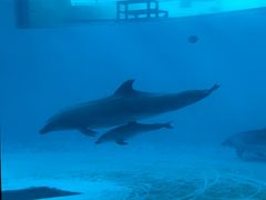 海響館しものせき水族館