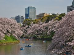 都内のお花見 2016−千鳥ヶ淵・目黒川・深川−