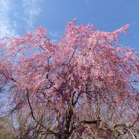 本栖湖　富士芝桜