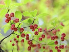 GW前に新緑の眩い鎌倉へ花散歩