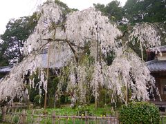 やっぱり春は桜が見たい！　奈良・大野寺と造幣局通り抜け(おまけ)