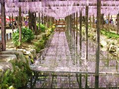 津島天王川公園　そよ風にゆれる藤の花房　水面に映る花の影　花筏♪