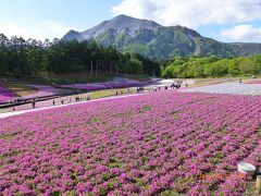 出張ついでの…#32 (^^ゞ  GW初日早朝に行った秩父羊山公園の満開の芝桜