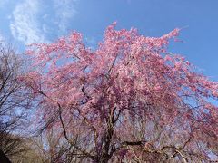 本栖湖　富士芝桜