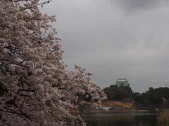 春の名古屋でお花見