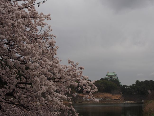 弟が名古屋に転勤したので、遊びに来ました。初の名古屋です。春だし、お花見したいけど、どこに行ったらいいの？ よくわかんないまま、名古屋めしを満喫しました。<br /><br />ガイドブックは弟の家に置いてきたので情報はうろ覚えです。名古屋の人、間違ってたらごめんなさい(&gt;_&lt;)