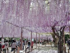 「江南」　今が見頃の曼陀羅寺公園の藤と布袋大仏