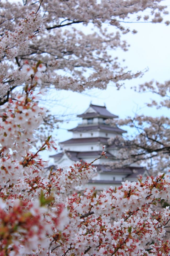 ４月１５日、福島３日目。今日はどこ行くか。昨日は三春を回って、磐越西線に乗って会津若松に来た。昨夜雨が降ってきて、かなりの強風。桜が心配。桜に囲まれた鶴ヶ城に行かなくちゃ。ホテルの朝食会場のレストランから、遠くに鶴ヶ城が見える。駅前に行き、街中周遊バスの１日券を買い、ハイカラさんのコースで、お城へ。ちょうど、小雨が降り出し、びっくりするくらい寒い。お城の入り口にある鶴ヶ城会館に飛び込む。お土産品がたくさん揃っていた。会津でゲットしたい辰泉酒造の京の舞を見つける。後で必ず買うので、試飲させてもらいたいと持ち掛ける。いいですよと、一口。ウーー美味しい。冷えた体に沁みわたる。気付の１杯で元気をもらい、いざ、城攻めじゃ。運良く晴れ間が出ている。しかし、くるくる目まぐるしく天気が変わり、寒さも半端ない。ゆっくりできずにあわただしく城を後にする。もちろん約束通り、お酒もゲット。食事をして、一旦ホテルに帰って、重ね着してから、街を散策する。しかし、寒さに勝てず、夕方にはホテルに帰って来る。今夜の食事は・・・。当たりを付けたところは、ことごとく、満席。そうだ、今日は花金。しかも歓迎会の時期でもある。あちこち回って、結局は、タクシーの運転手さんに聞いたところに行って、めでたしめでたし。